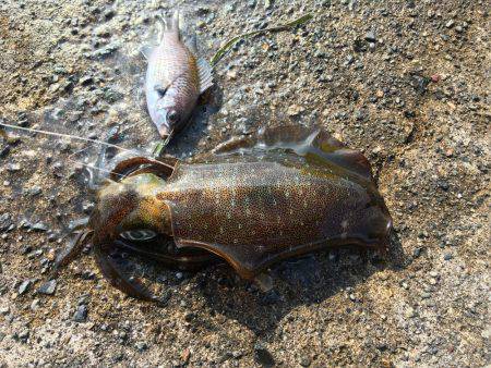 久々のアオリキャッチと痛恨のミス！